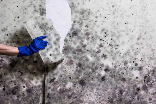 Best Residential Mold Removal  in Lancaster, TX